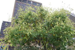 Image of Golden-rain tree