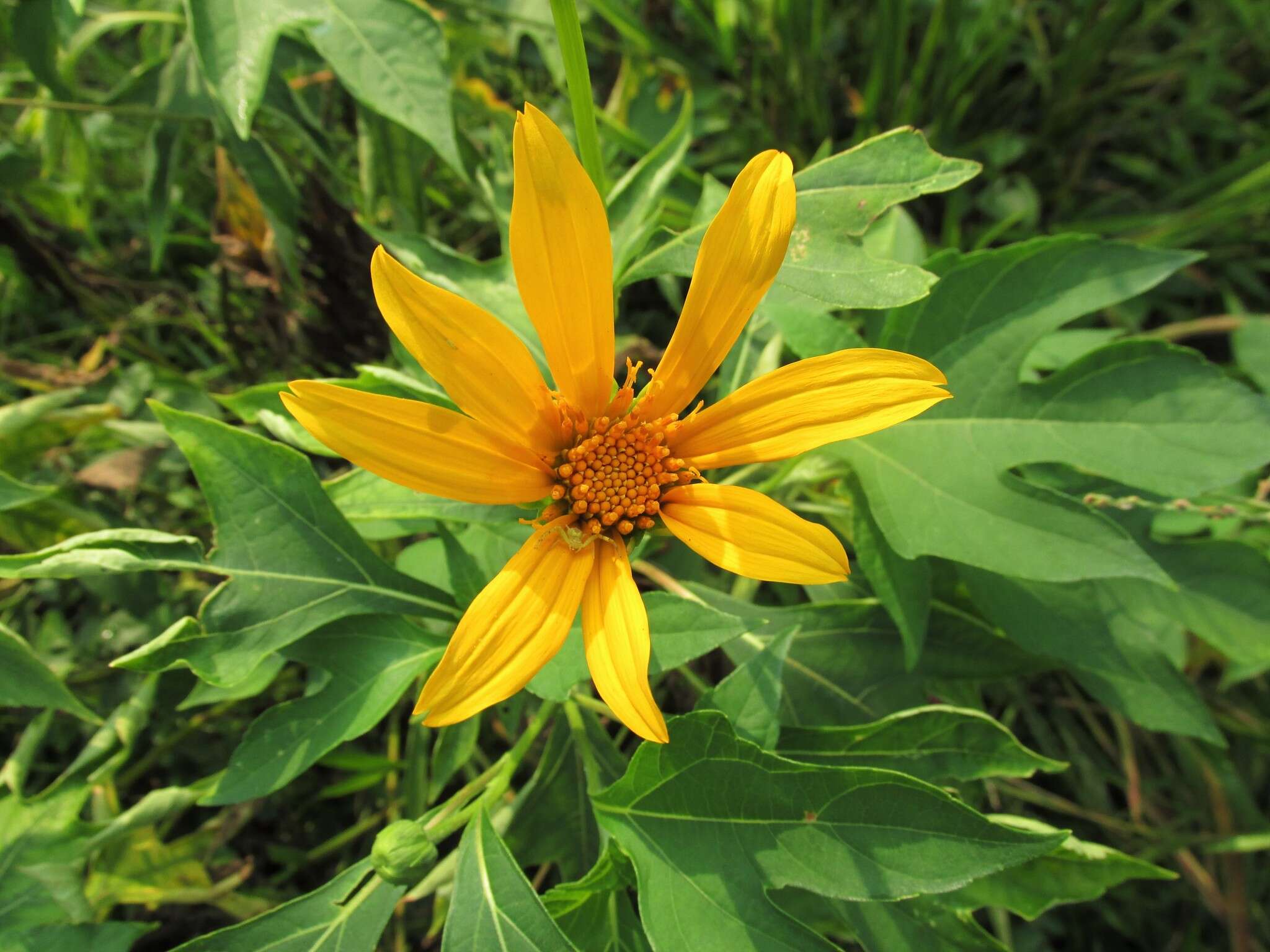 Image of tree marigold