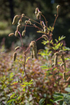 Imagem de Sanguisorba alpina Bunge