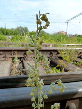 Image of Artemisia sieversiana Ehrh. ex Willd.