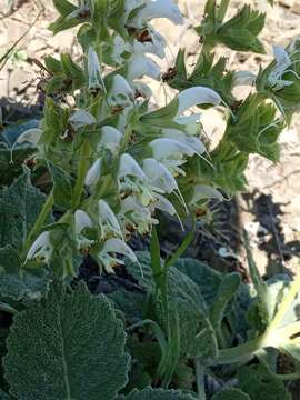 Salvia verbascifolia M. Bieb. resmi