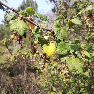 Image of Ribes ciliatum Humb. & Bonpl. ex Roem. & Schult.