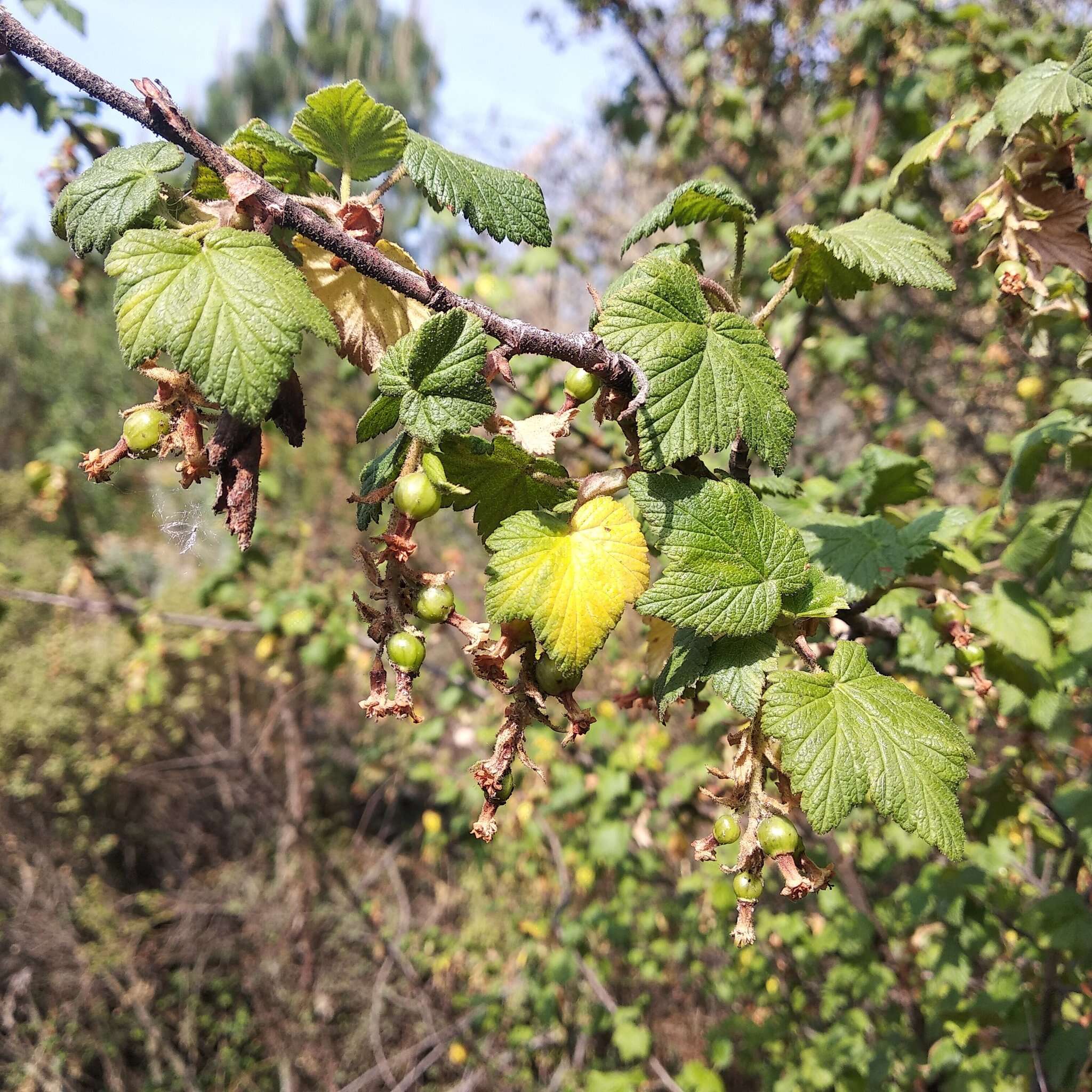 Plancia ëd Ribes ciliatum Humb. & Bonpl. ex Roem. & Schult.