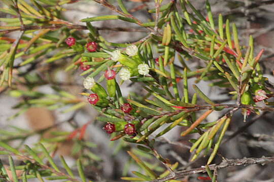 Homoranthus virgatus A. Cunn. ex Schau.的圖片