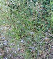 Image of Verbena gracilescens (Cham.) Herter