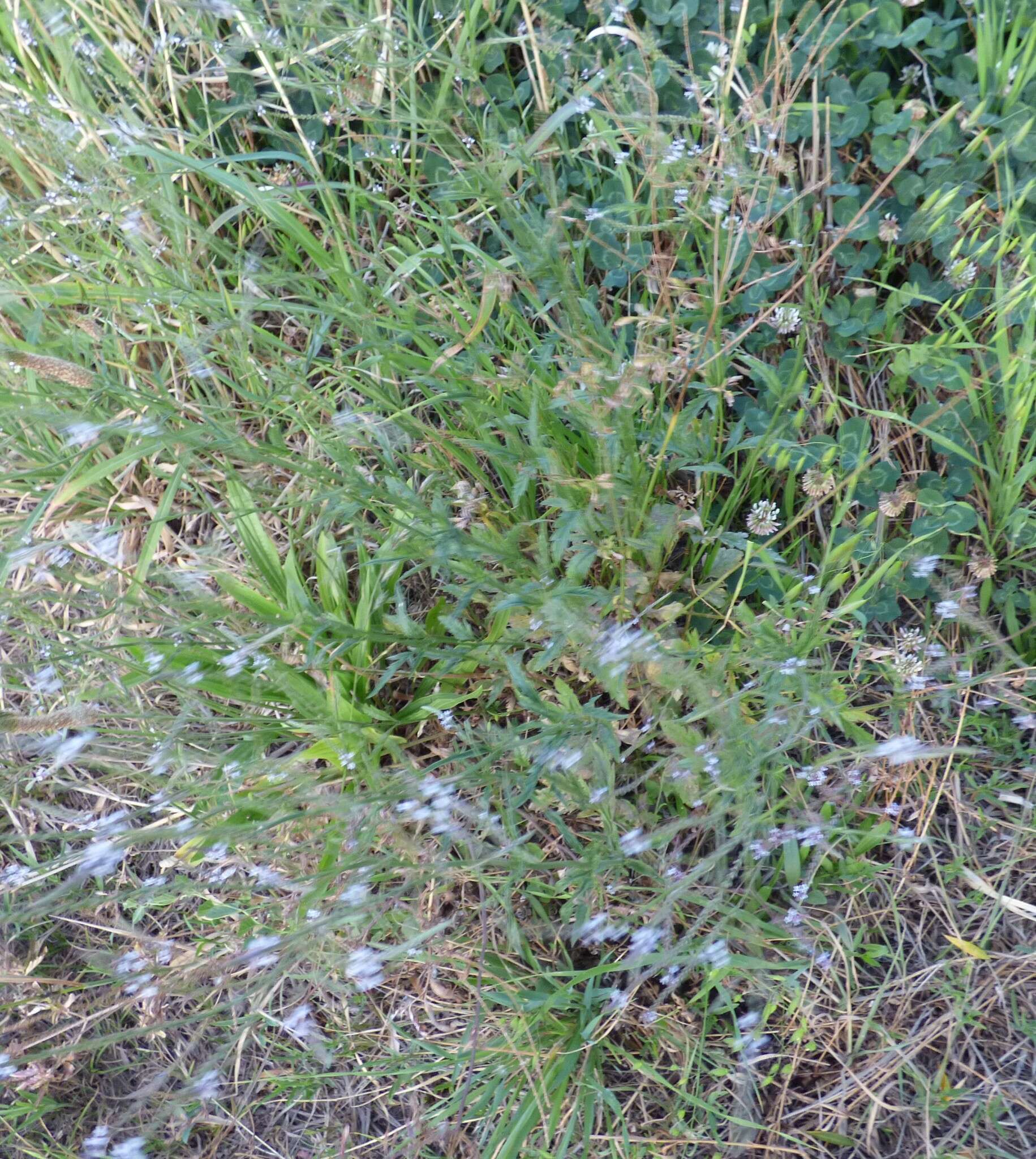 Image of Verbena gracilescens (Cham.) Herter