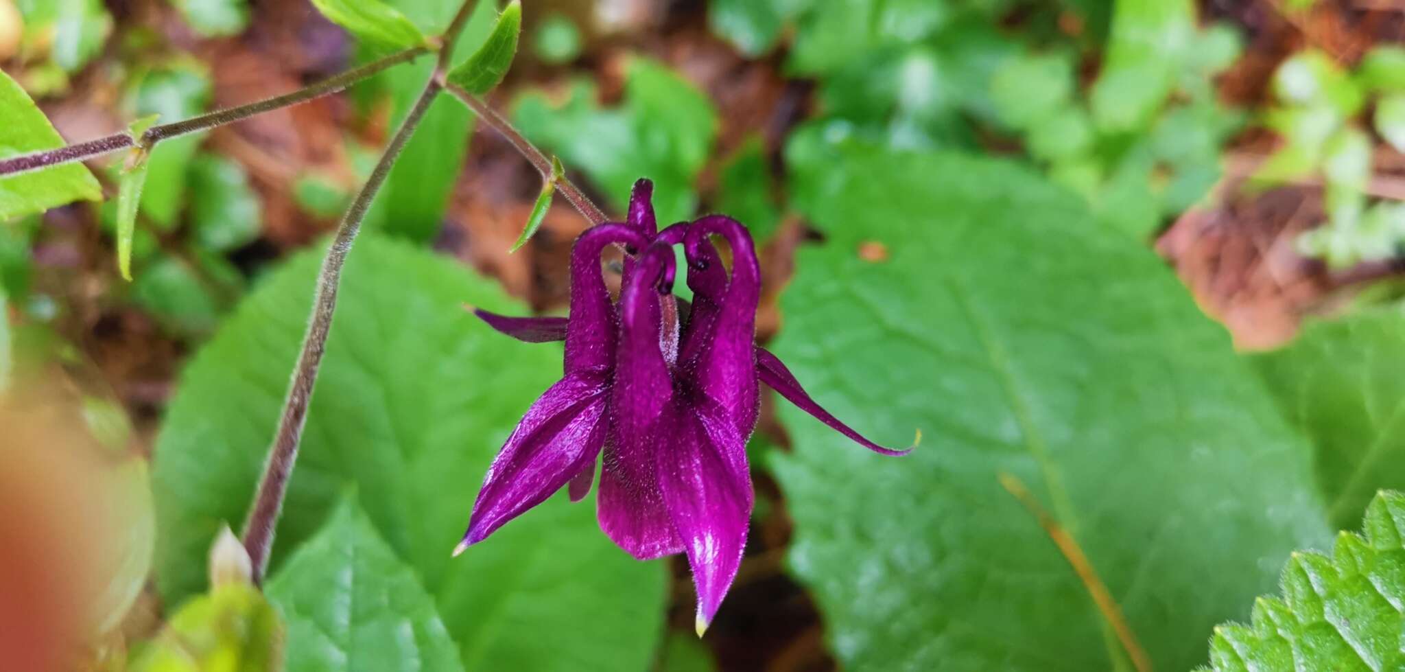 Image of Aquilegia yabeana Kitag.