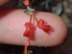 Image of Grevillea crassifolia Domin