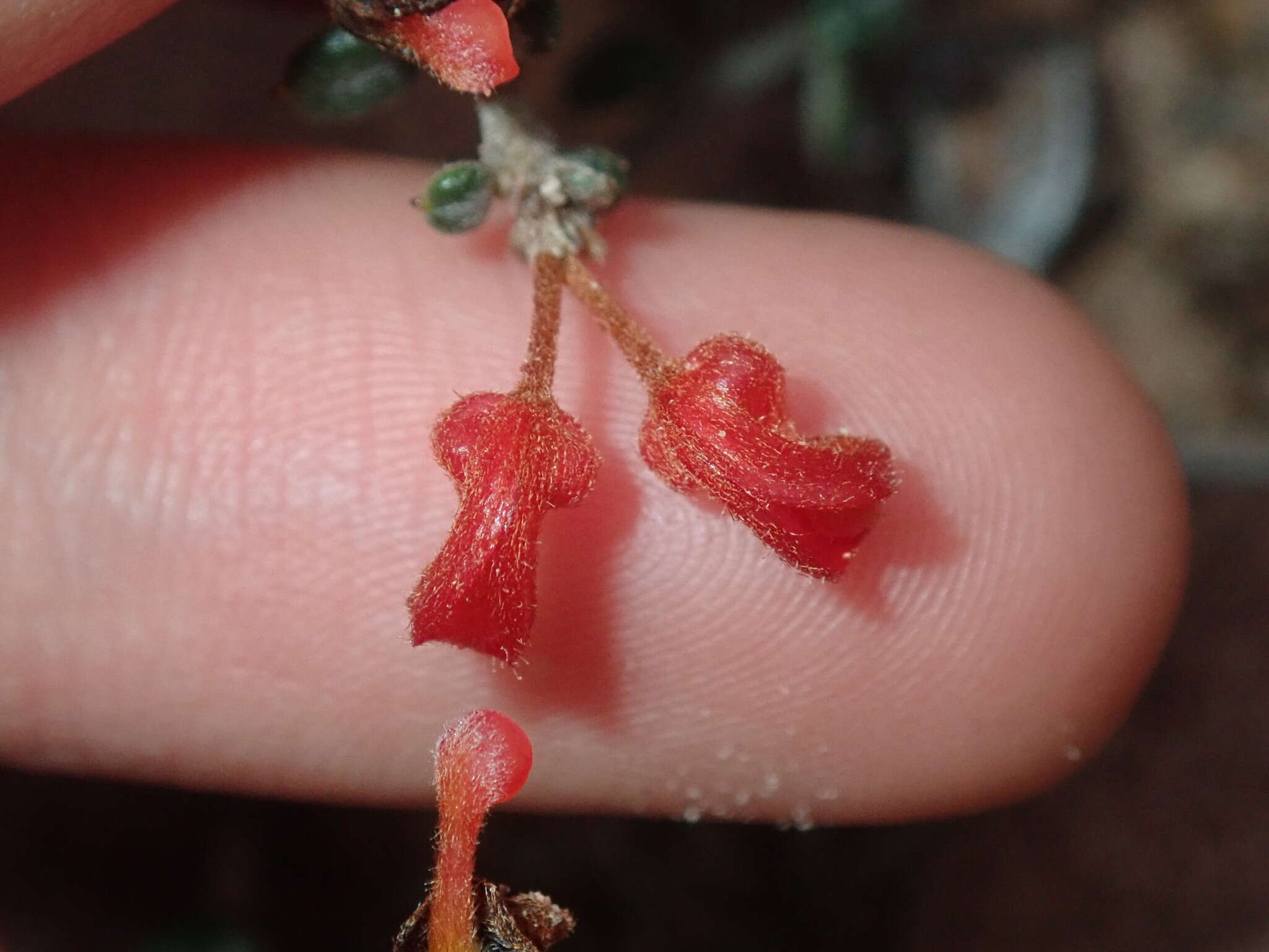 Image of Grevillea crassifolia Domin