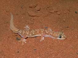 Image of White-spotted Ground Gecko WA