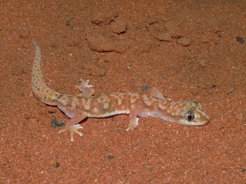 Image of White-spotted Ground Gecko WA