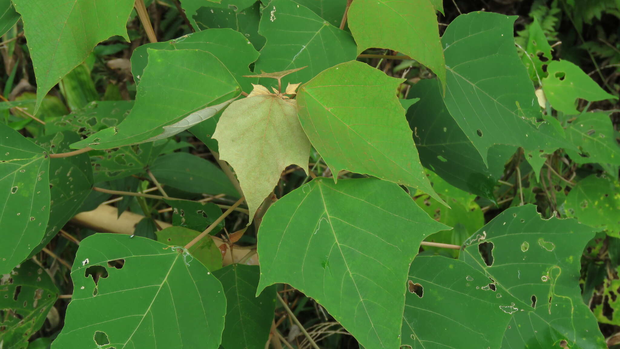 Plancia ëd Mallotus paniculatus (Lam.) Müll. Arg.