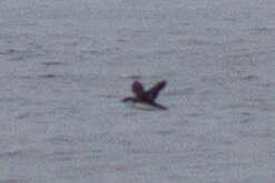 Image of Craveri's Murrelet