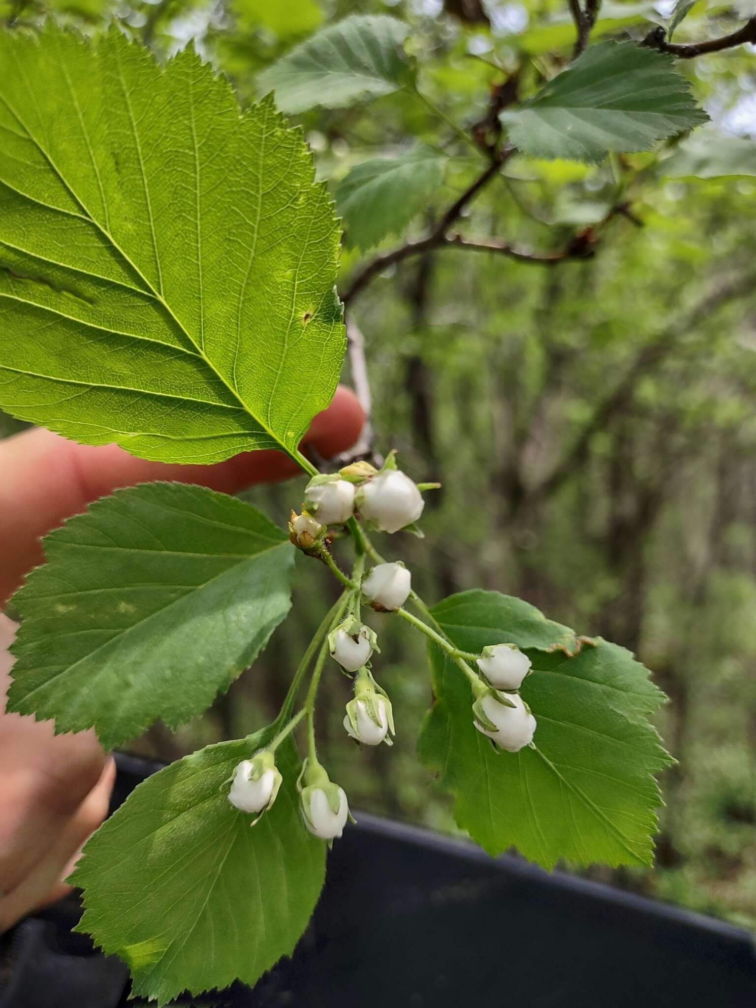 Plancia ëd Crataegus scabrida Sarg.