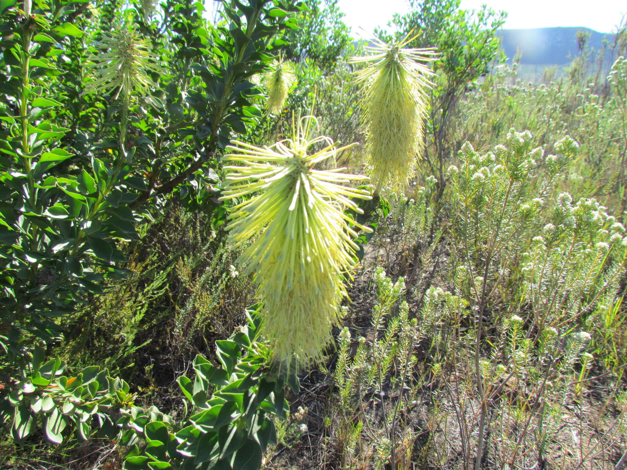 Image de Paranomus reflexus (Phillips & Hutchinson) Fourc.