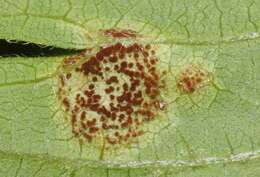 Image of Puccinia arechavaletae Speg. 1881