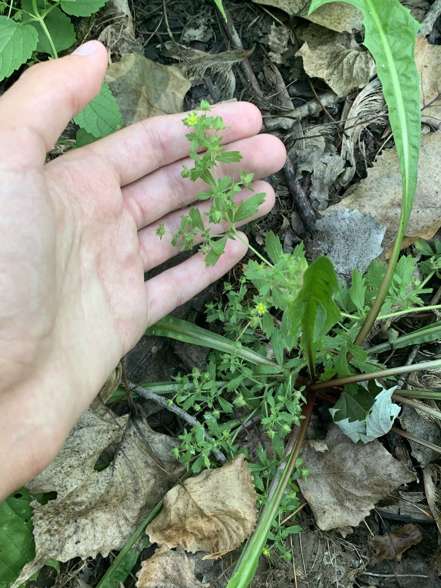 Image of brook cinquefoil