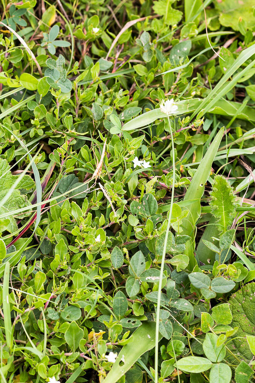 Image of Oxygonum dregeanum subsp. streyi G. Germishuizen