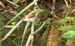 Image of Yellow-chinned Spinetail