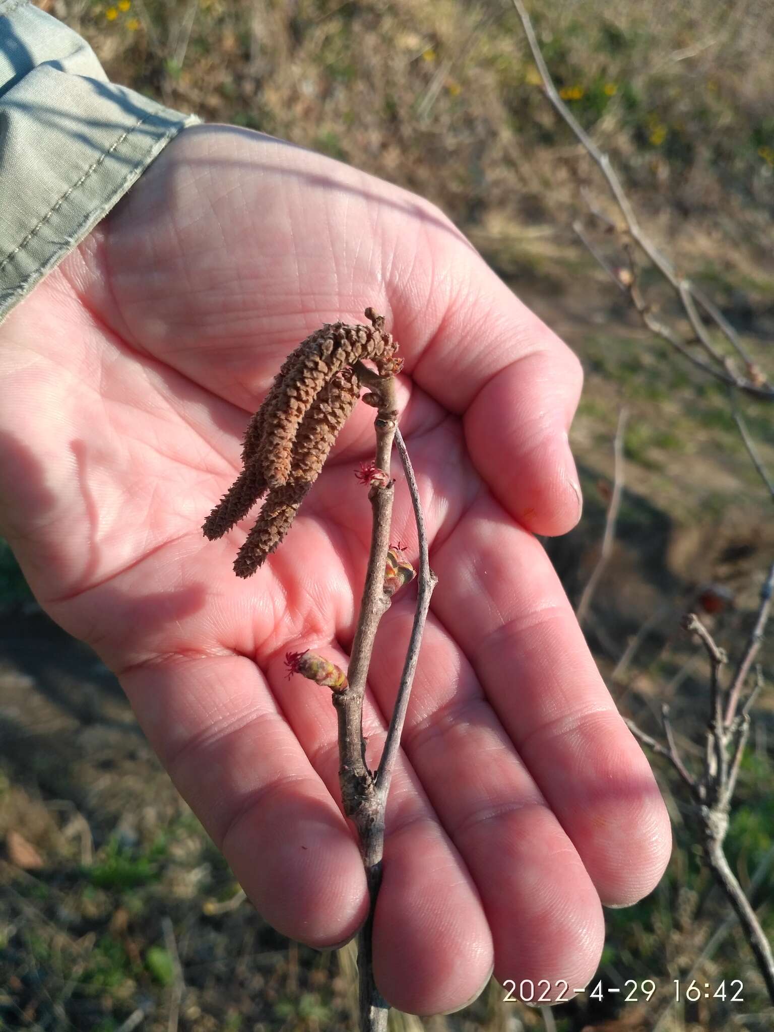 Image of Siberian hazelnut