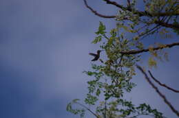 صورة Chaetocercus bombus Gould 1871