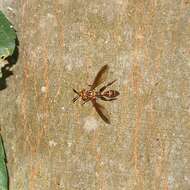 Image of Polybiomyia schnablei (Williston 1892)