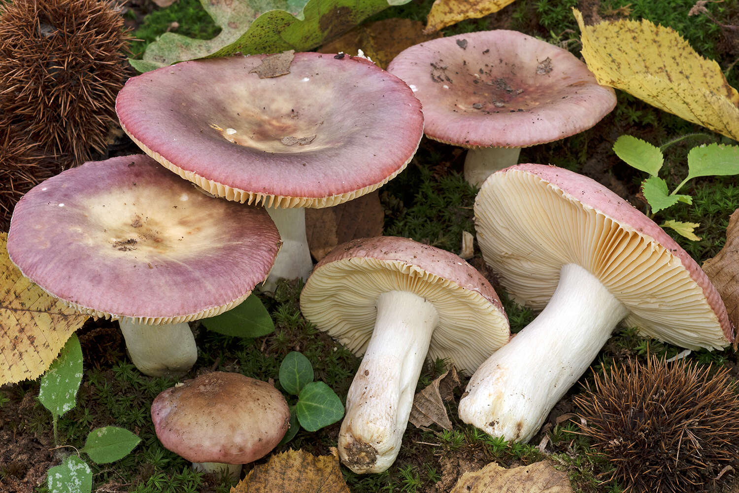 Image of Russula romellii Maire 1910