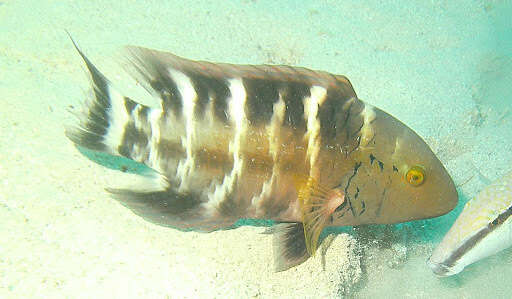 Image of Banded maori wrasse