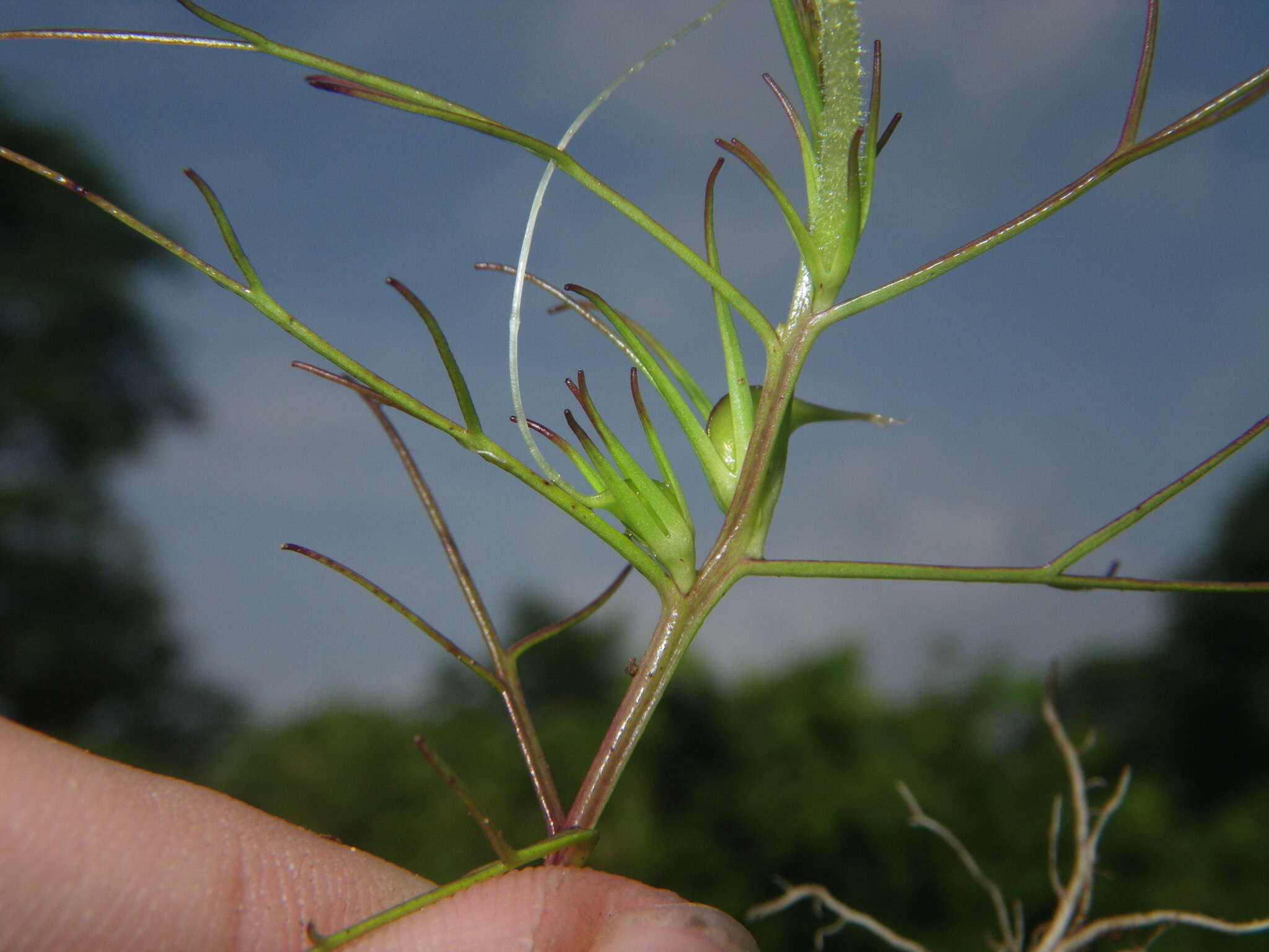 Image of Rhamphicarpa elongata (Hochst.) O. J. Hansen