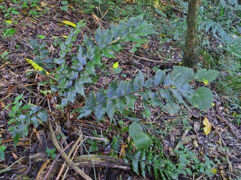 Plancia ëd Cyrtomium luctuosum J. P. Roux