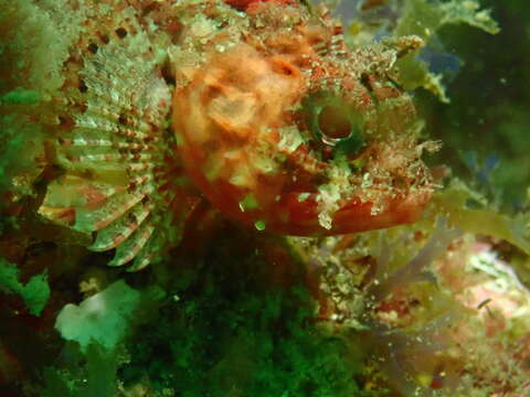 Image of Red Scorpionfish