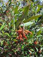 Image of Grevillea victoriae subsp. victoriae