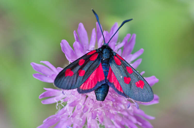 Image of Zygaena angelicae Ochsenheimer 1808