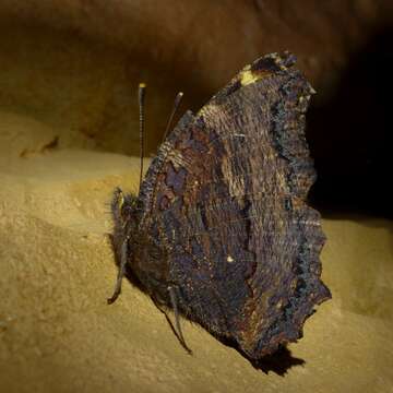 Image of large tortoiseshell