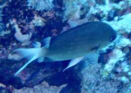 Image of Pemba chromis