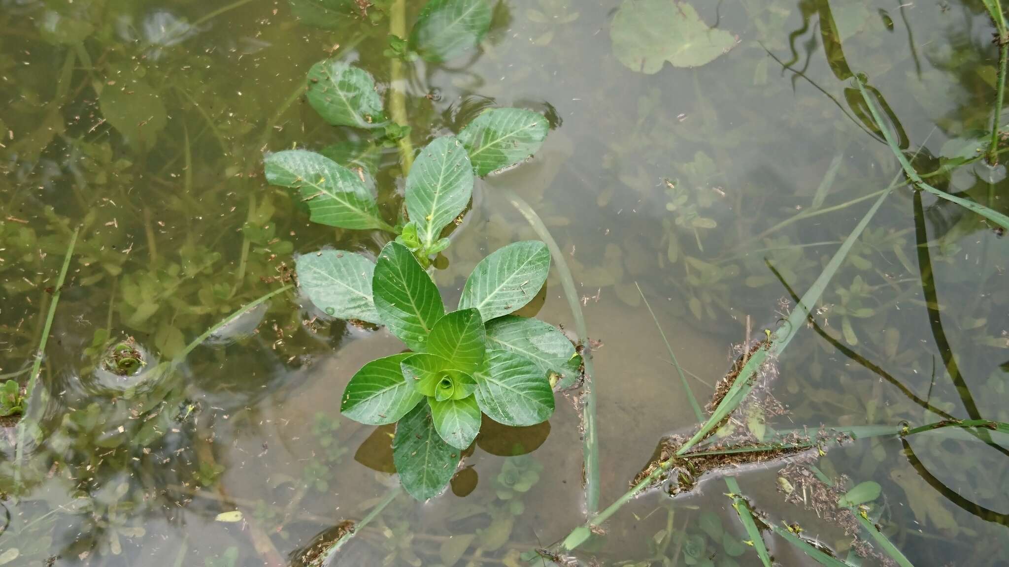 صورة Ludwigia taiwanensis C. I. Peng