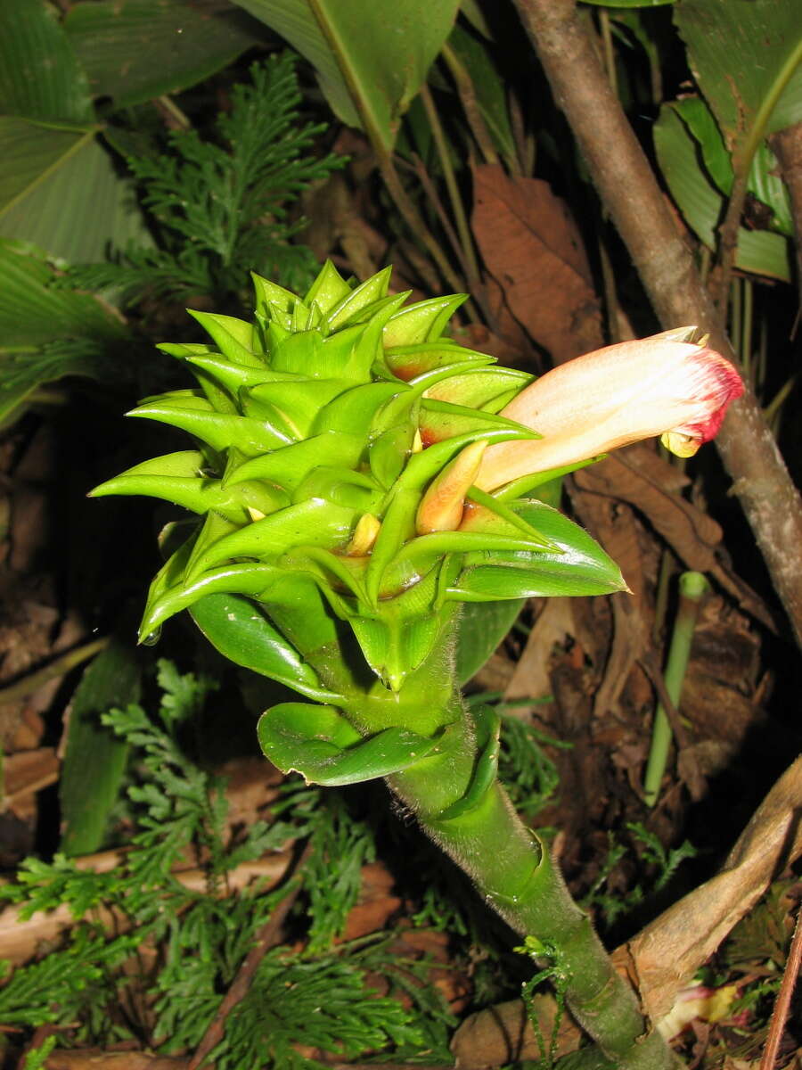 Image of Costus longibracteolatus Maas