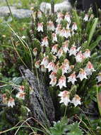 Image of Cassiope fastigiata (Wall.) D. Don