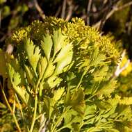 Notobubon galbanum (L.) Magee resmi