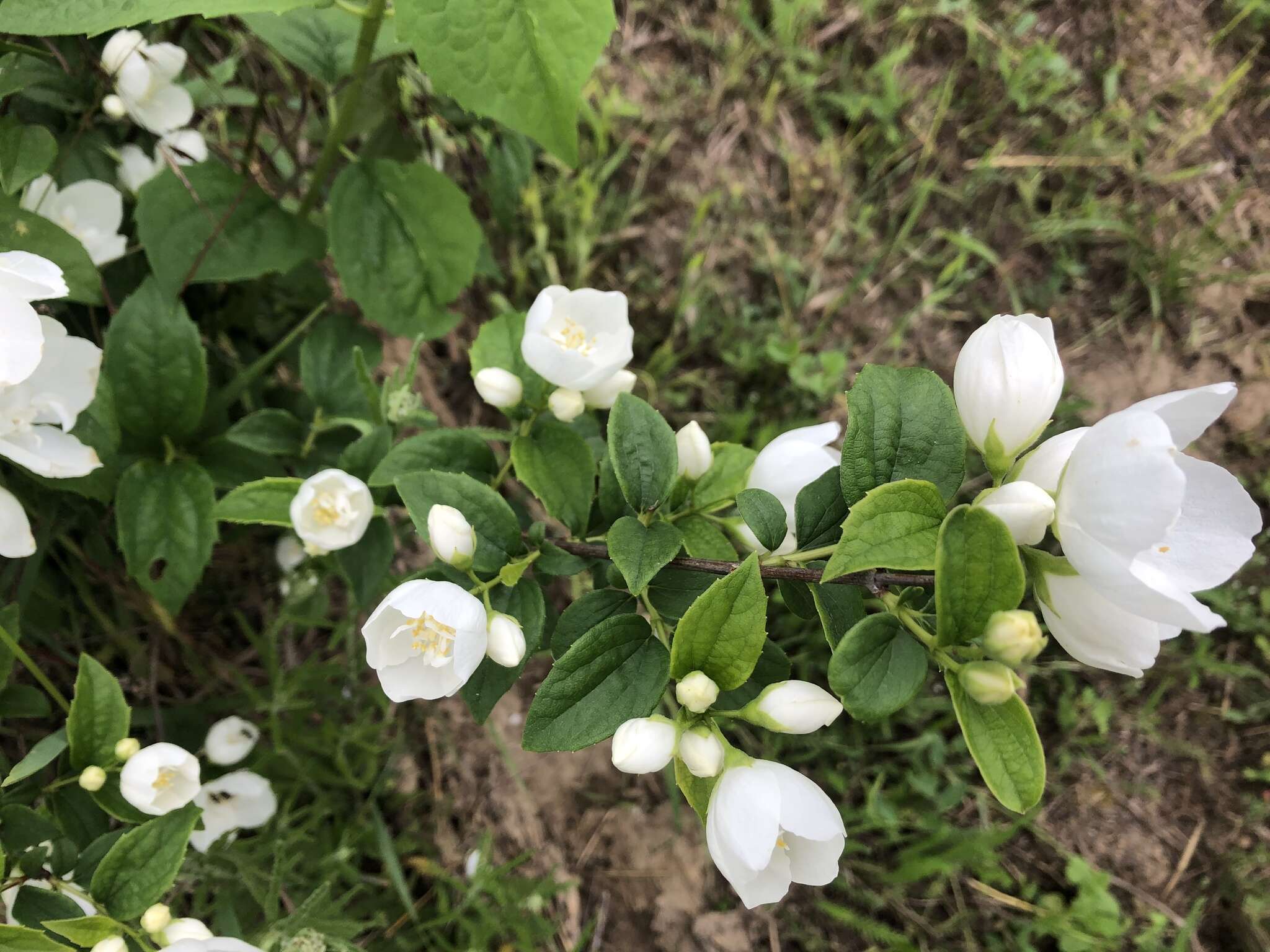 Imagem de Philadelphus coronarius L.