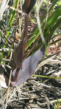 Image of Erect-Leaf Rosette Grass