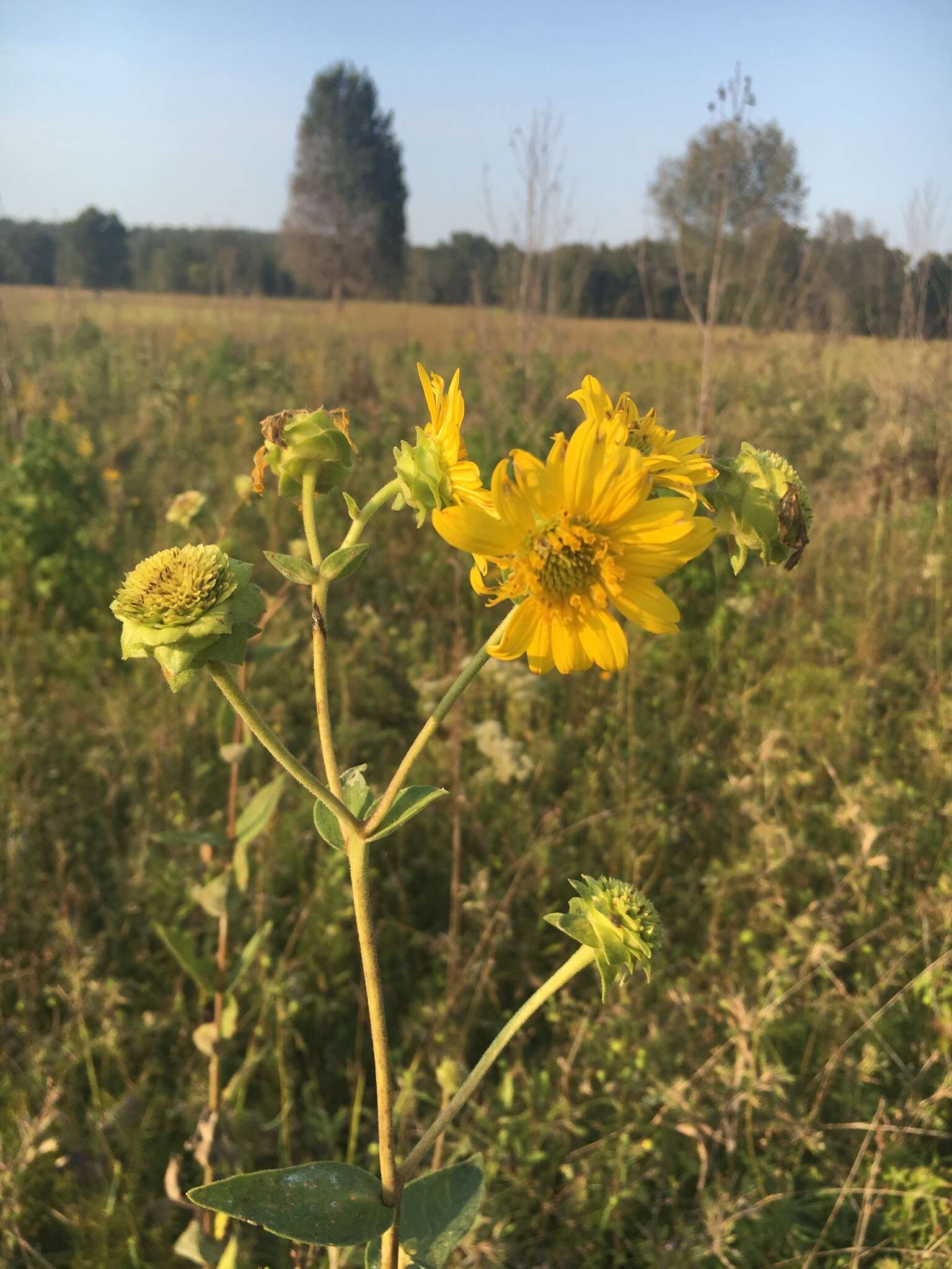 Image of <i>Silphium <i>integrifolium</i></i> var. integrifolium