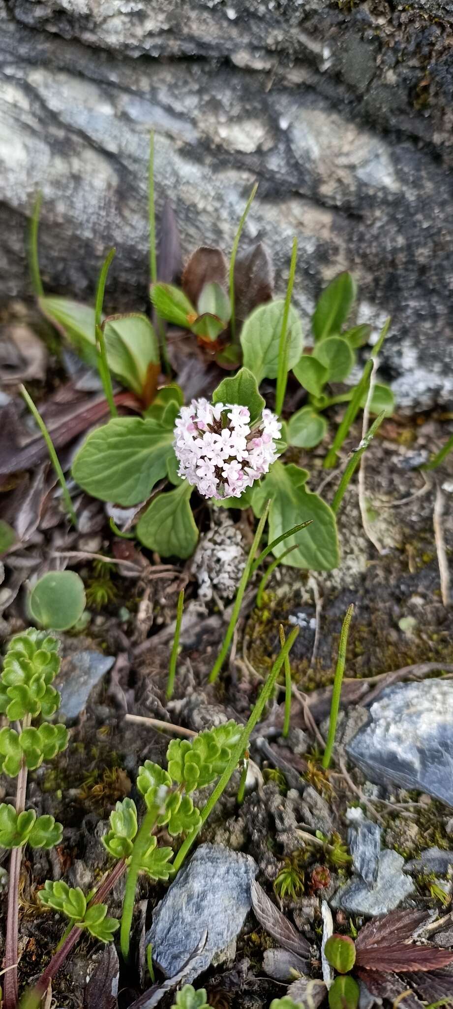 Image of Valeriana himalayana