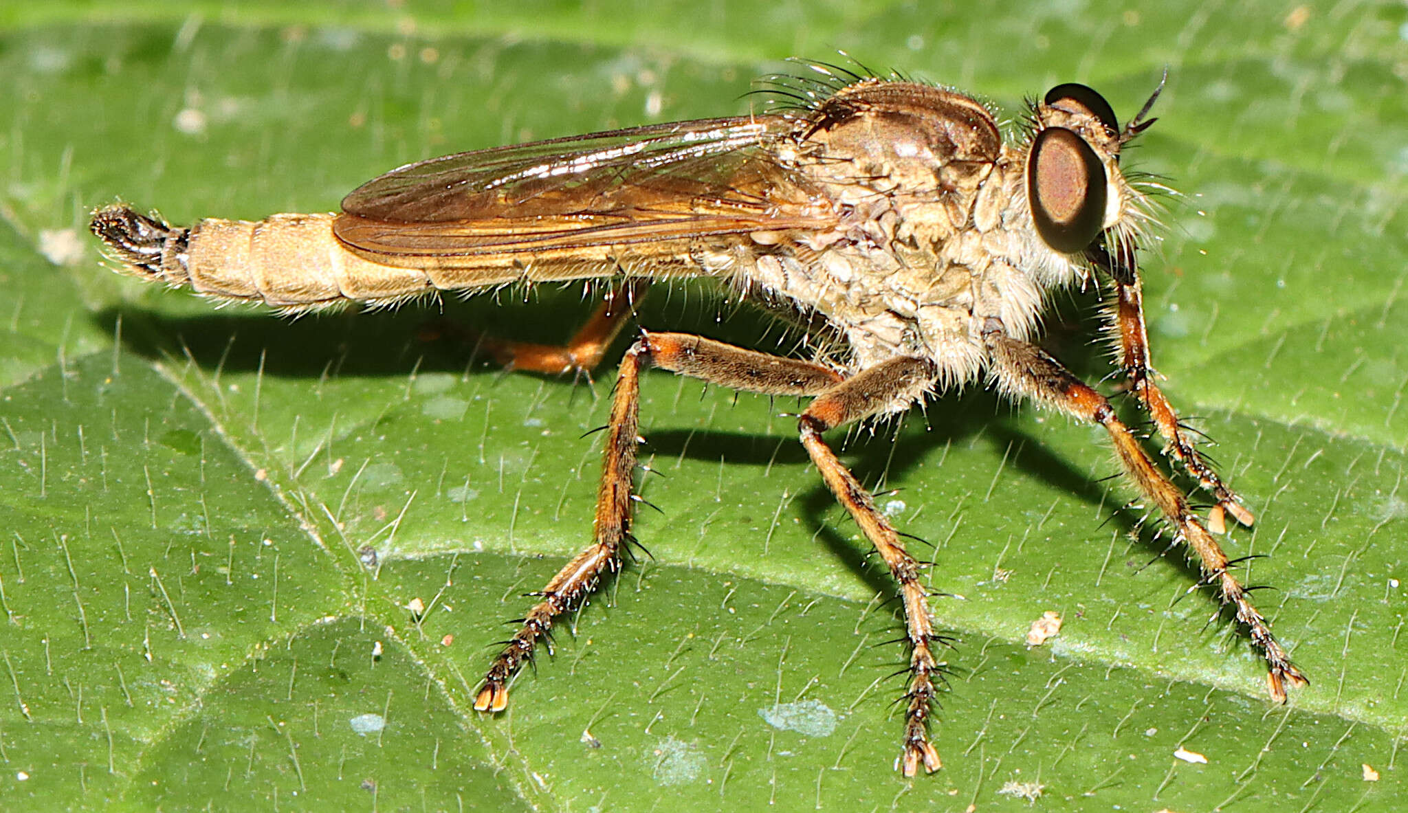 Image of Machimus erythocnemius (Hine 1909)