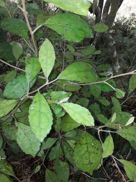 Olearia rani (A. Cunn.) Druce resmi