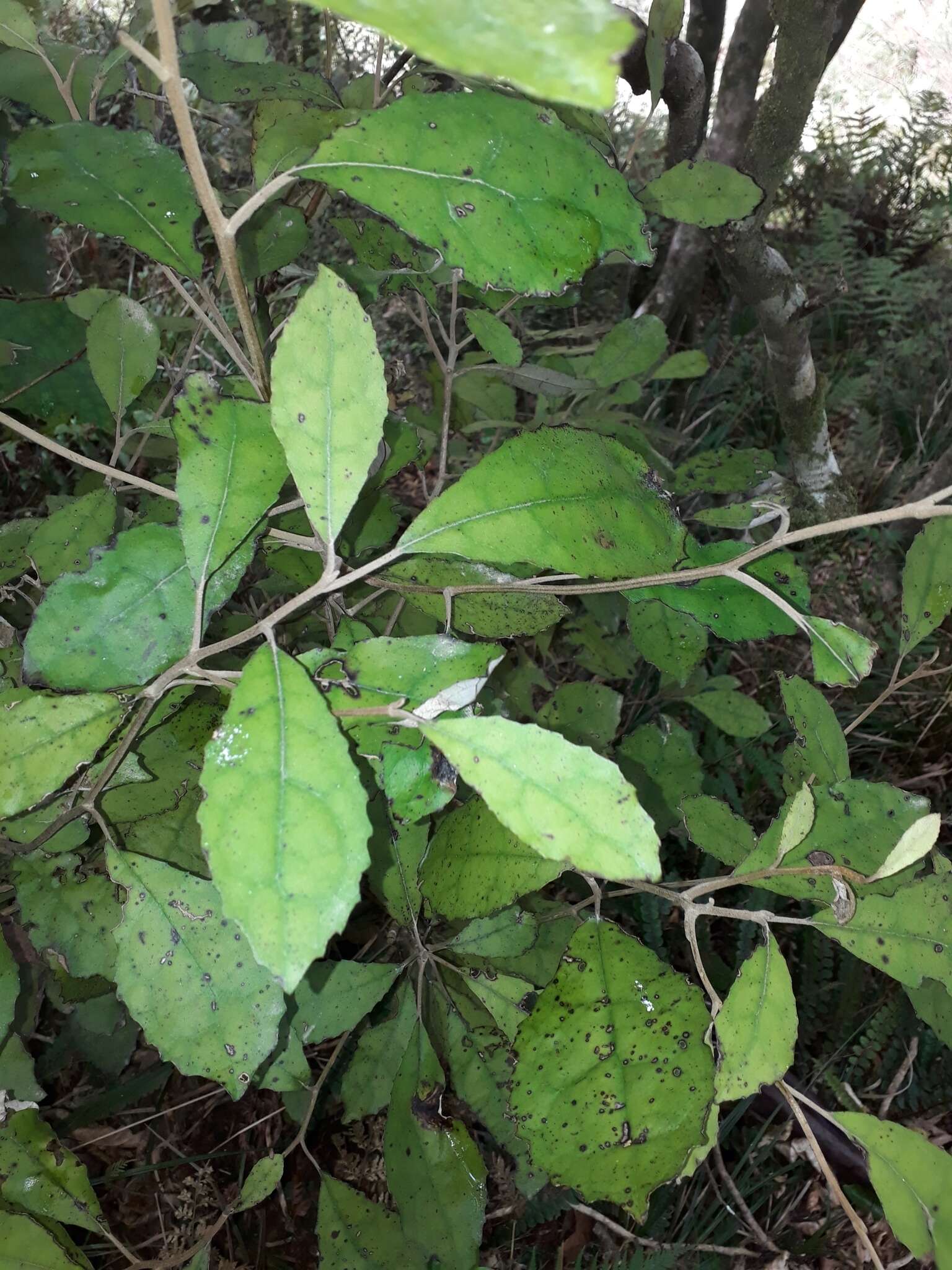 Image of Olearia rani (A. Cunn.) Druce