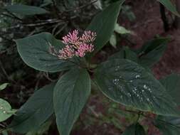 Image de Viburnum urceolatum Sieb. & Zucc.