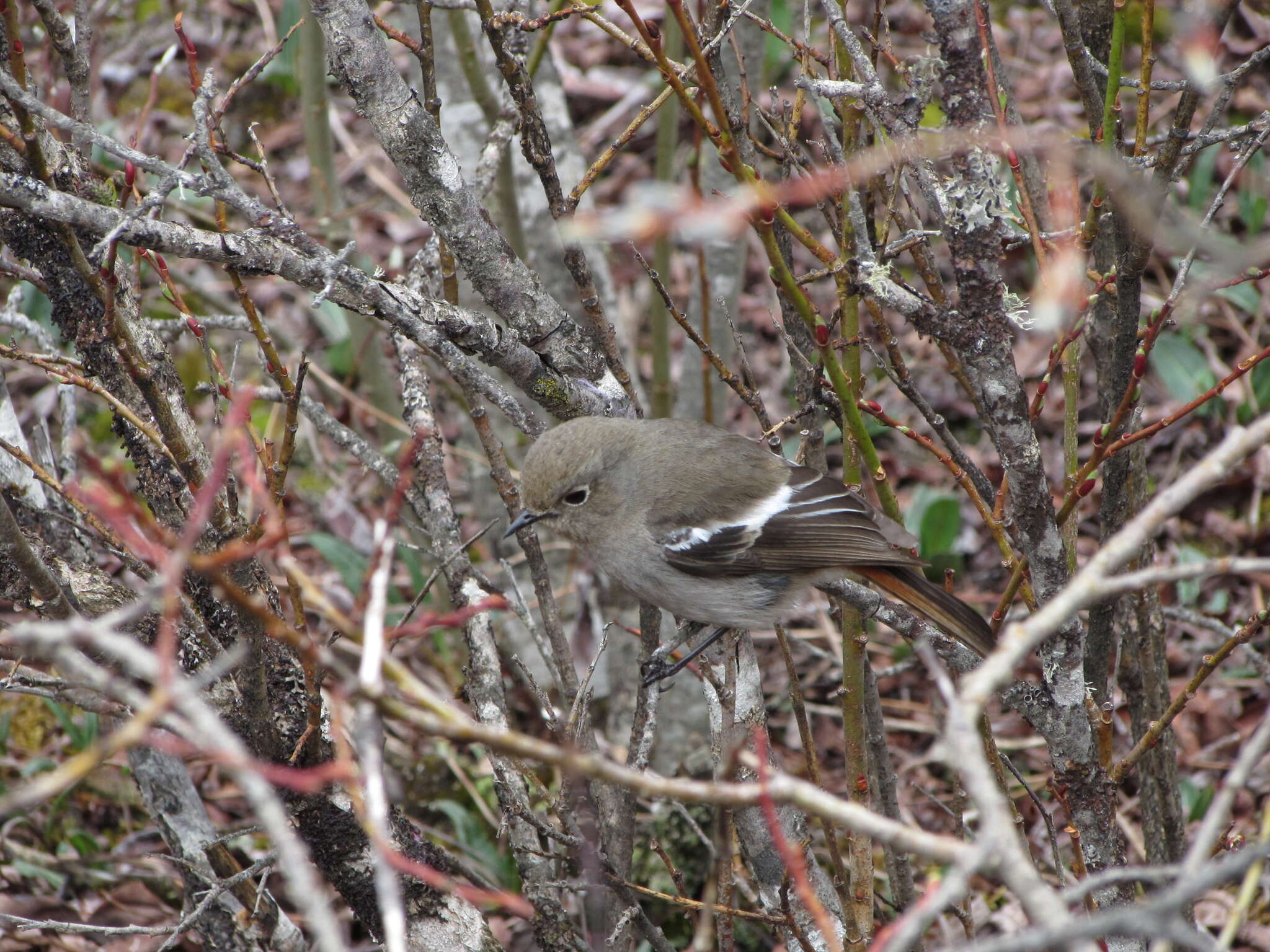 Image of White-throated Redstart