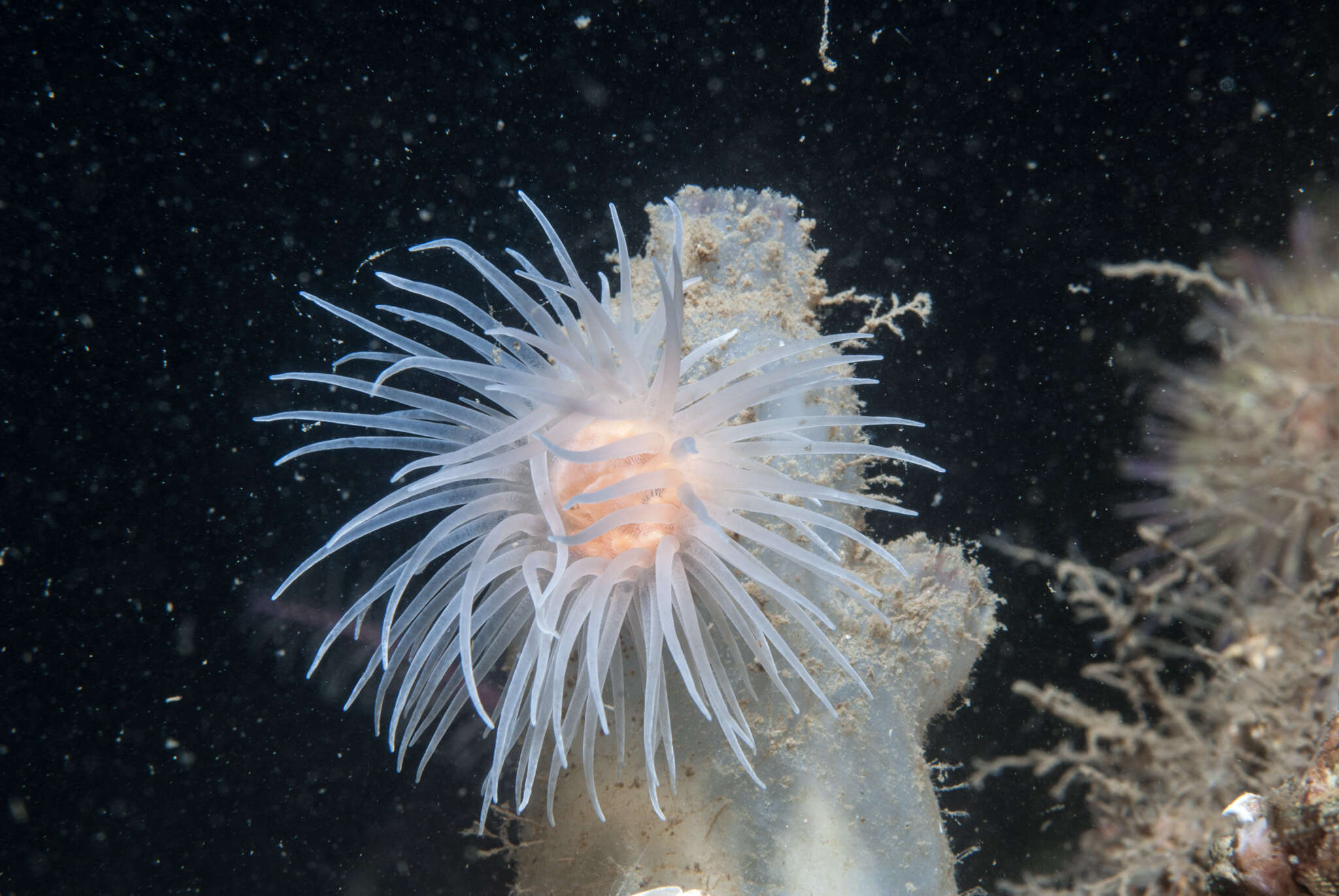 Image of sealoch anemone