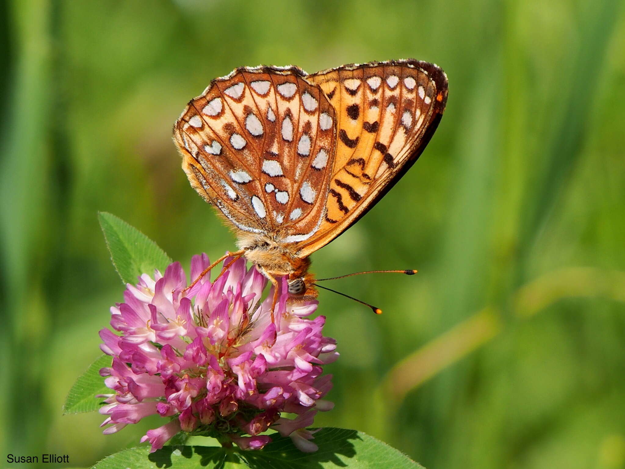 Image of Atlantis Fritillary